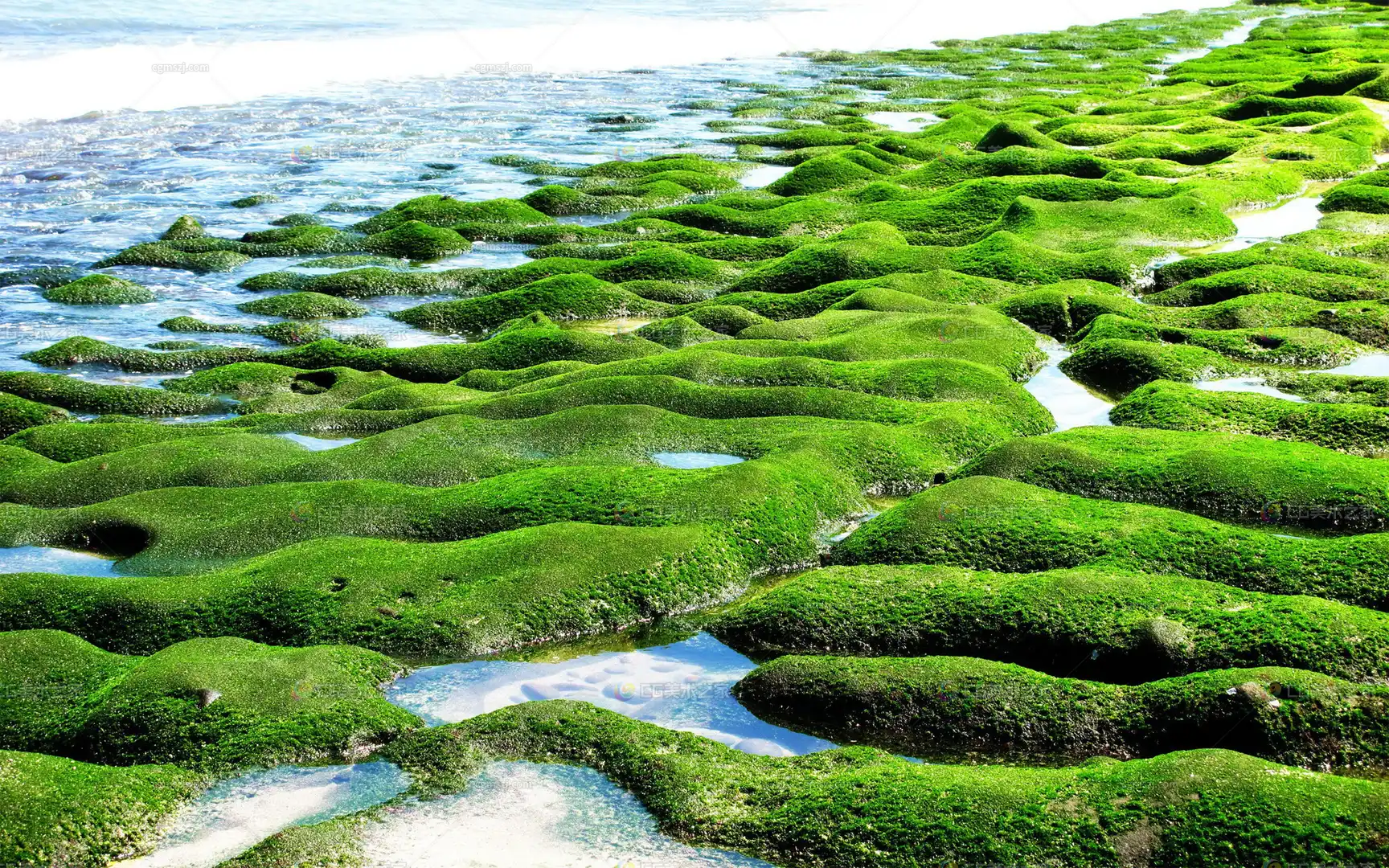海岸绿藻地貌贴图