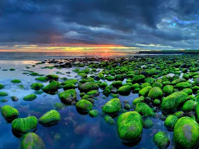 海岸苔藓石日落贴图