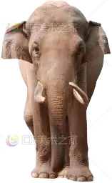 写实大象贴图