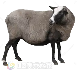 写实灰棕羊贴图