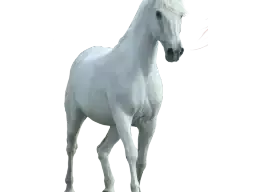 写实骏马贴图