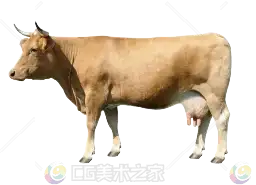 写实黄牛贴图
