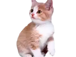 写实可爱小猫贴图