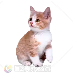 写实可爱小猫贴图