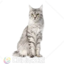 银灰虎斑猫贴图