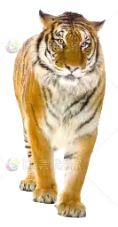 写实老虎模型
