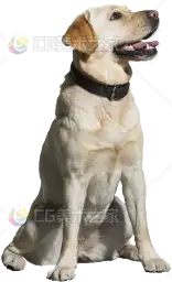 写实拉布拉多贴图