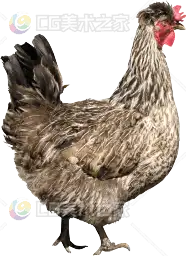 写实公鸡模型