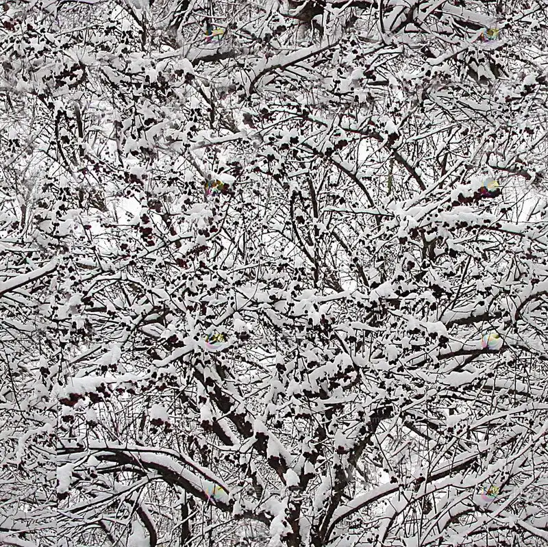 雪景树枝贴图