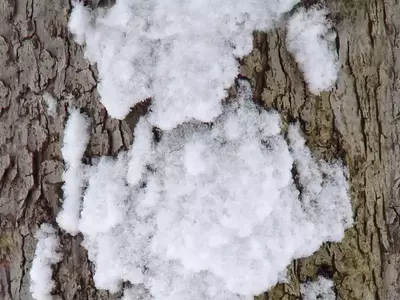 树皮覆盖雪纹理贴图
