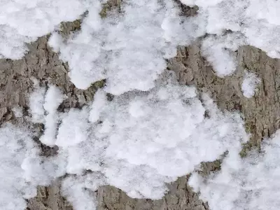 雪覆盖树皮贴图