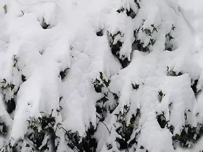 雪覆植被纹理贴图