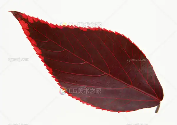 红叶纹理贴图