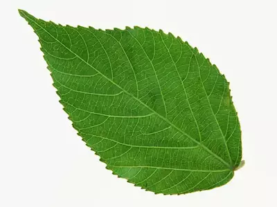 绿色植物叶片贴图