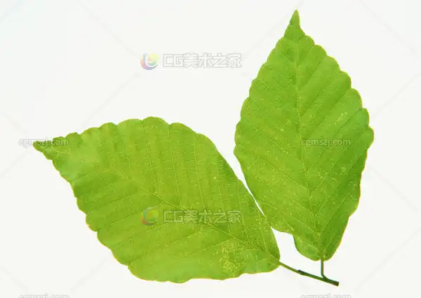 黄绿双叶片纹理贴图