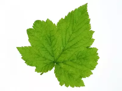 枫树叶纹理贴图