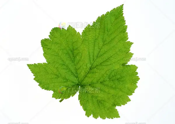 枫树叶纹理贴图
