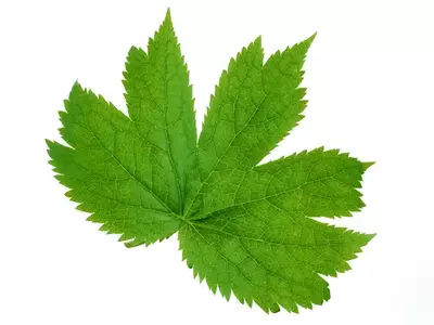 绿色枫树叶纹理贴图