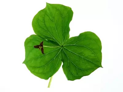 三片绿叶纹理贴图