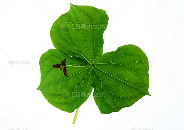 三片绿叶纹理贴图