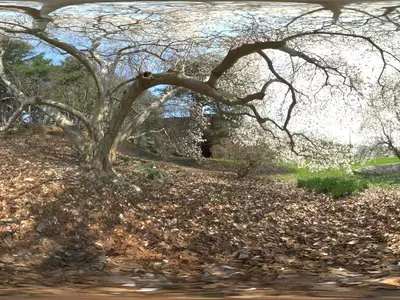 春日古树景观贴图