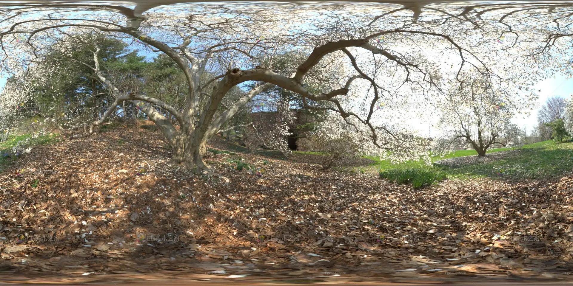 春日古树景观贴图