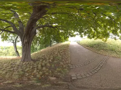 公园大树小径贴图