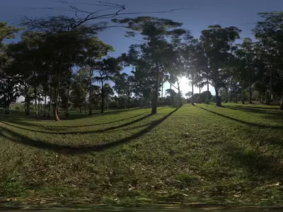 公园草地树影贴图