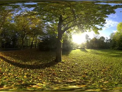 秋日公园草地树影贴图