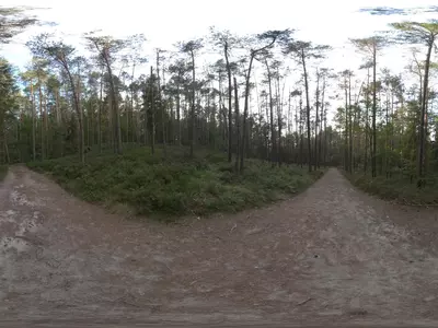 森林岔路景观贴图