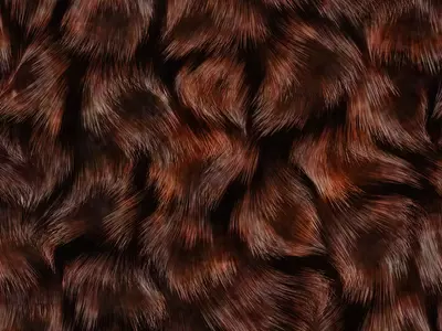 动物毛发纹理贴图