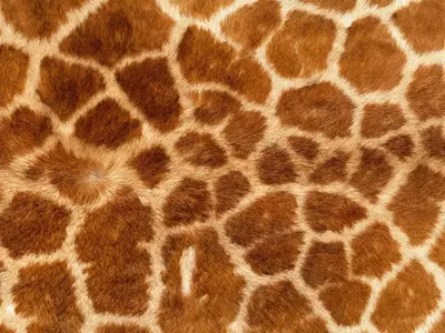 长颈鹿皮毛纹理贴图