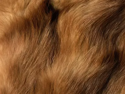 棕黄色渐变动物毛发纹理特写贴图