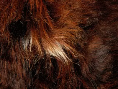 红棕色动物毛发纹理特写贴图