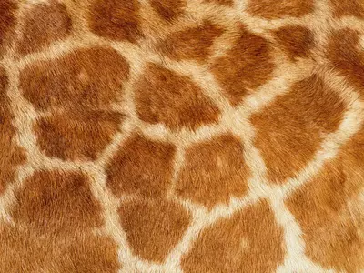 长颈鹿皮毛纹理特写贴图