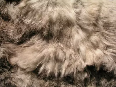 动物毛发纹理贴图