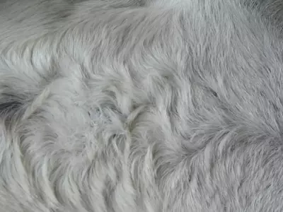 浅灰色动物毛发纹理贴图