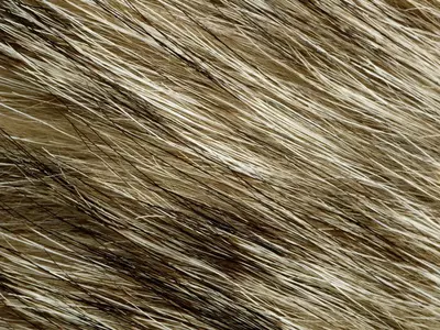棕白相间毛发纹理贴图
