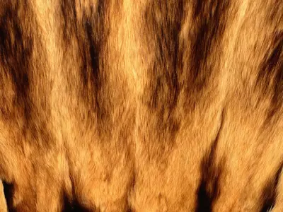 棕黑相间毛发纹理贴图