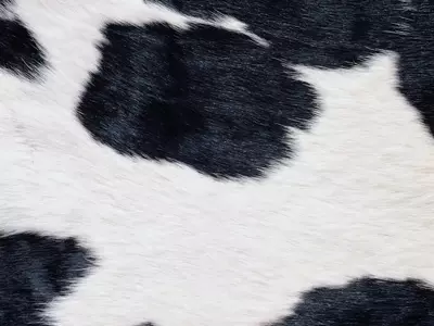 黑白相间毛发纹理贴图