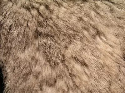 棕白相间毛发纹理贴图