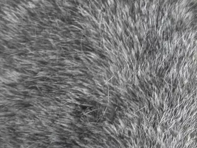灰白色毛发纹理特写贴图