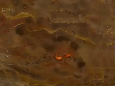 棕底橙黄纹大理石贴图