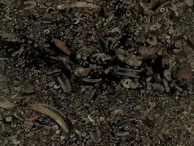 灰底多色贝壳化石石材贴图