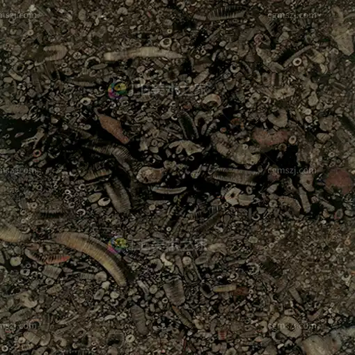 灰底多色贝壳化石石材贴图